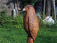 36 inch high buzzard