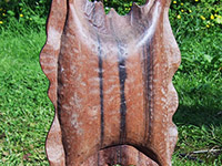 Dogfish egg