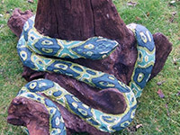 Mixed media: python on chestnut root
