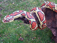 Mixed media: python on chestnut root