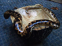 Snake bowl